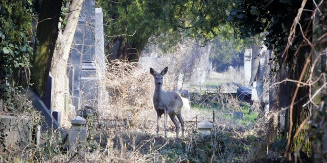 Festival de la cinémathèque : VIENNE AVANT LA NUIT de Robert Bober
